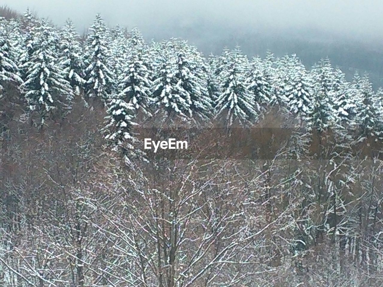 VIEW OF SNOW COVERED LANDSCAPE