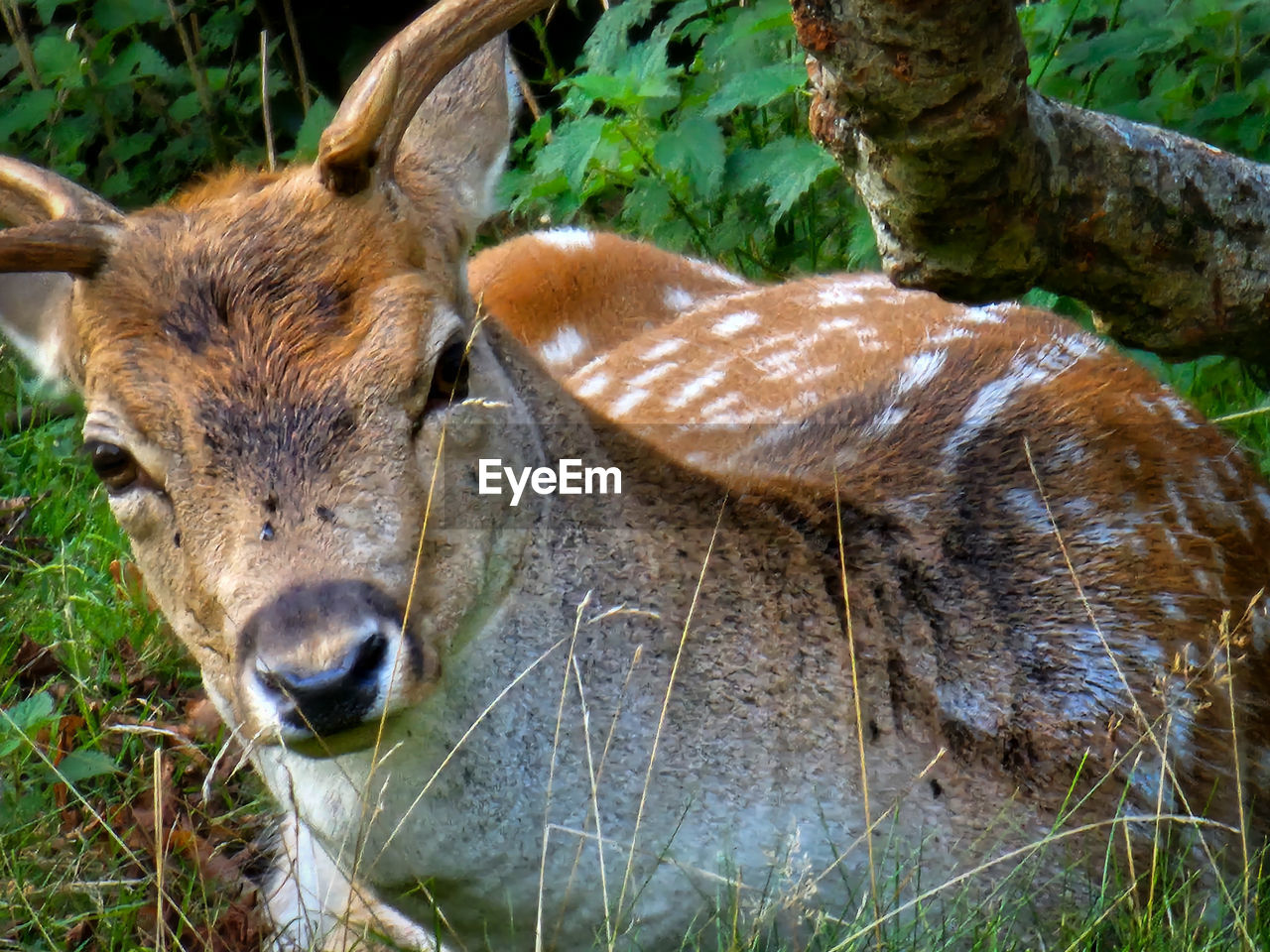 animal themes, animal, mammal, wildlife, animal wildlife, one animal, plant, deer, nature, no people, day, grass, domestic animals, field, land, outdoors, portrait, tree, relaxation, looking at camera, brown