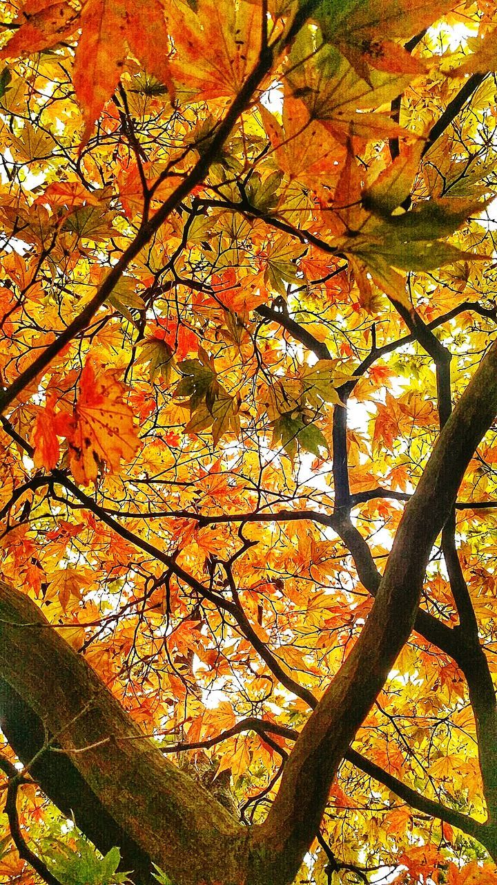 Low angle view of maple tree