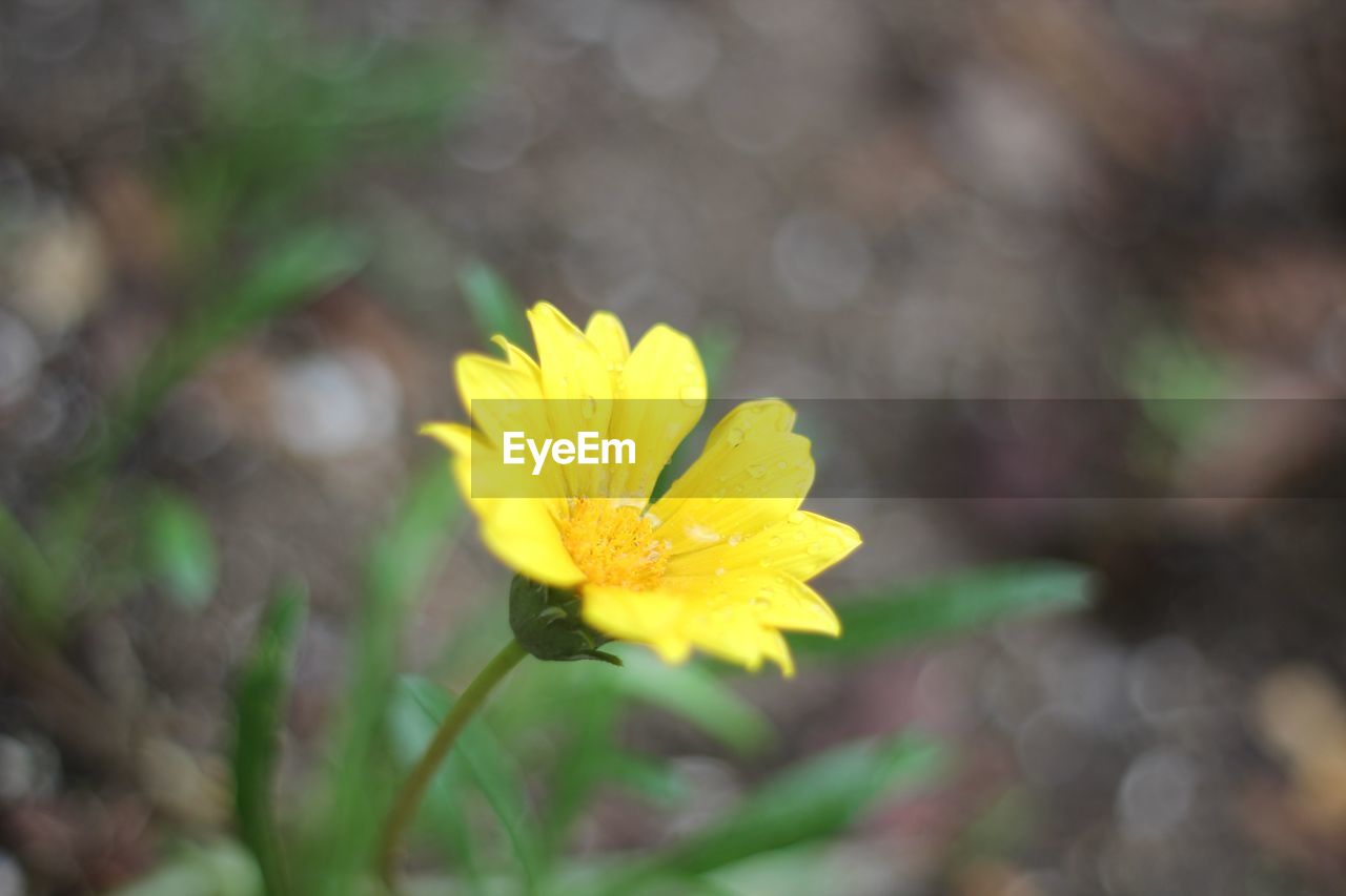 CLOSE-UP OF YELLOW FLOWERS BLOOMING OUTDOORS