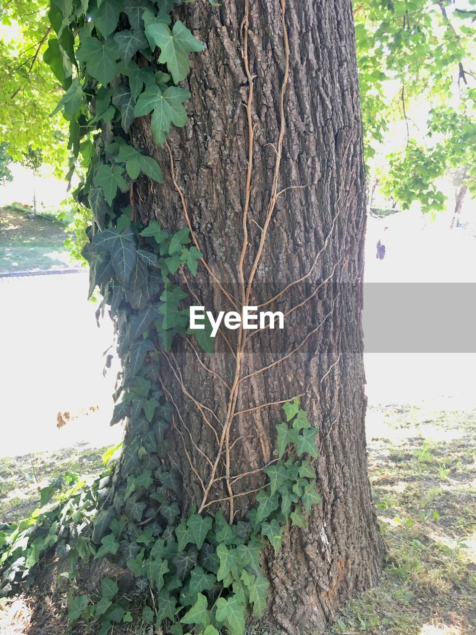 CLOSE-UP OF TREE TRUNK BY PLANTS IN FOREST