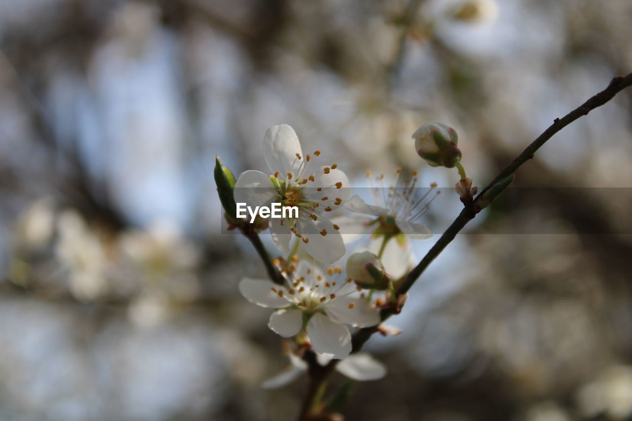 plant, flower, flowering plant, blossom, freshness, beauty in nature, fragility, springtime, tree, growth, nature, close-up, branch, spring, focus on foreground, white, macro photography, produce, no people, flower head, twig, almond tree, inflorescence, outdoors, food, day, cherry blossom, food and drink, fruit, petal, botany, fruit tree, selective focus, pollen, almond, agriculture