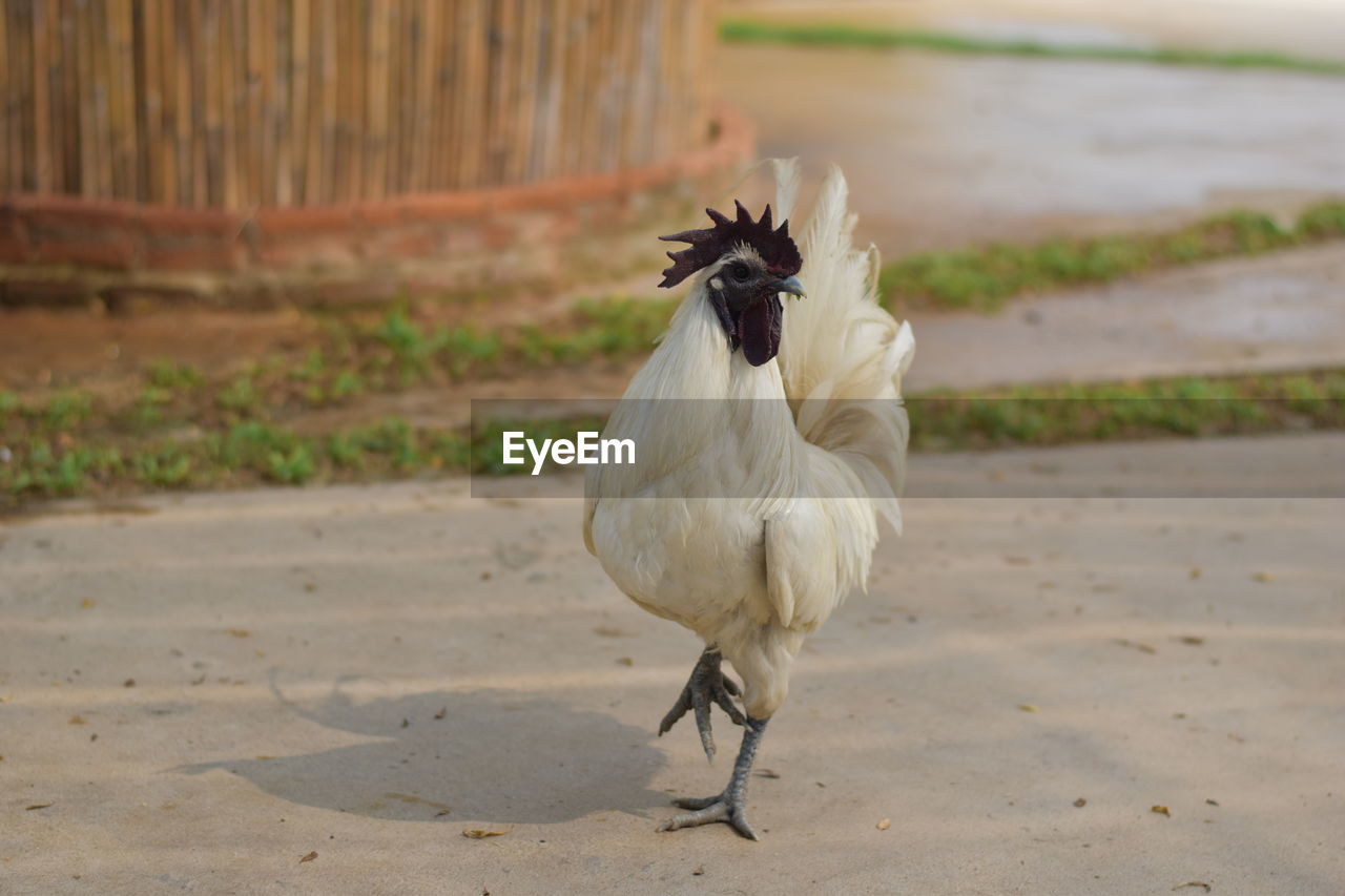 VIEW OF A BIRD ON THE LAND