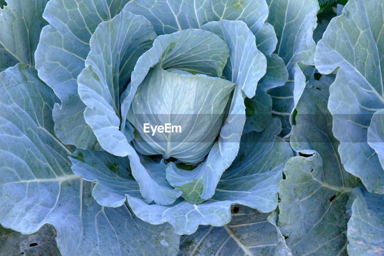 cabbage, vegetable, food and drink, plant part, leaf, growth, food, plant, healthy eating, nature, freshness, green, agriculture, collard greens, no people, produce, leaf vegetable, beauty in nature, full frame, close-up, land, wellbeing, organic, flower, field, vegetable garden, backgrounds, day, outdoors, high angle view, farm, garden, landscape, crop