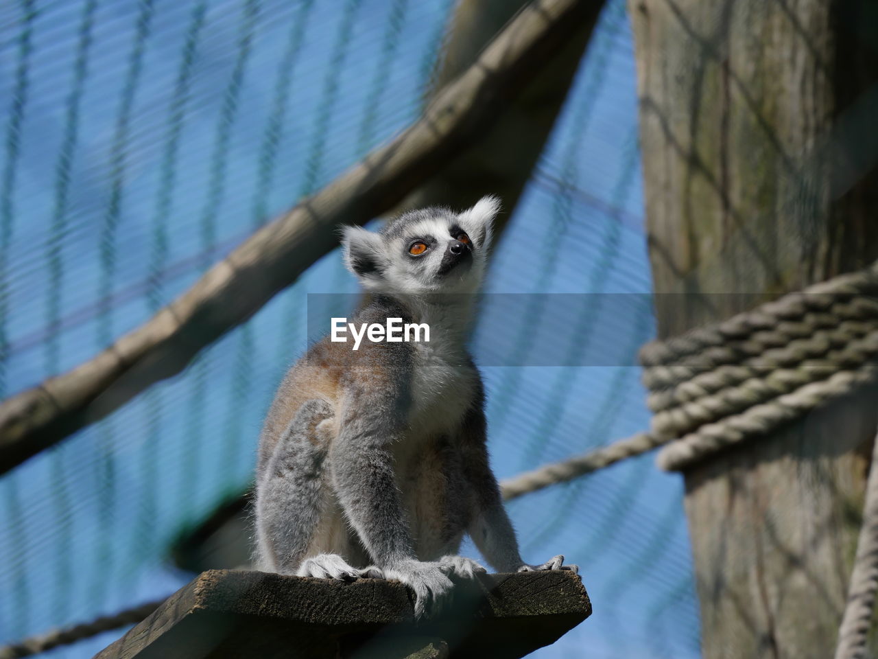 Low angle view of lemur sitting on plank at zoo