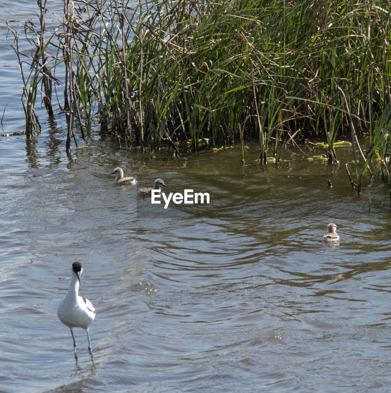 SWAN FLOATING ON LAKE