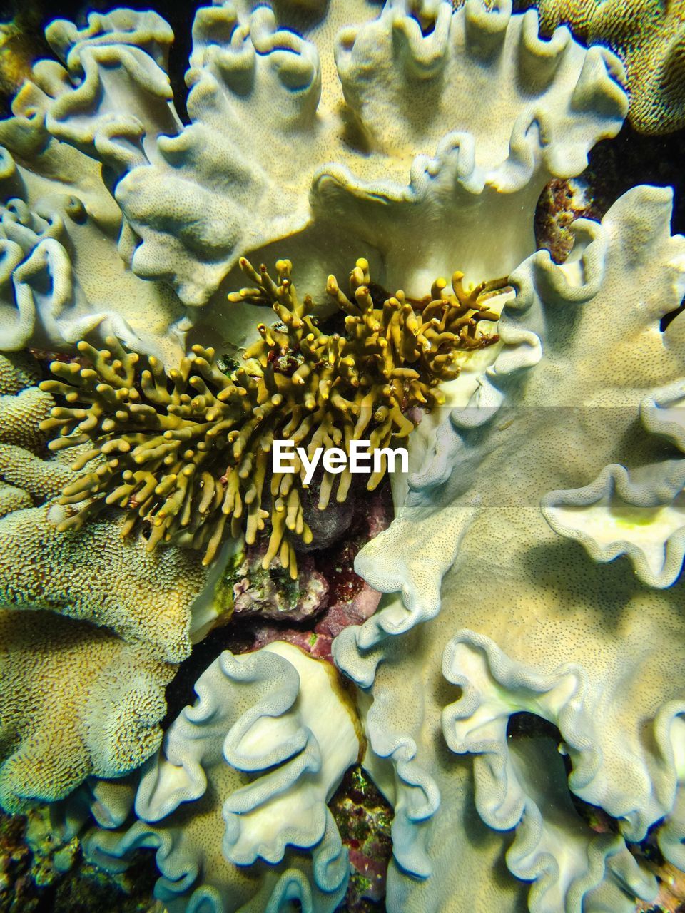 Full frame shot of coral undersea