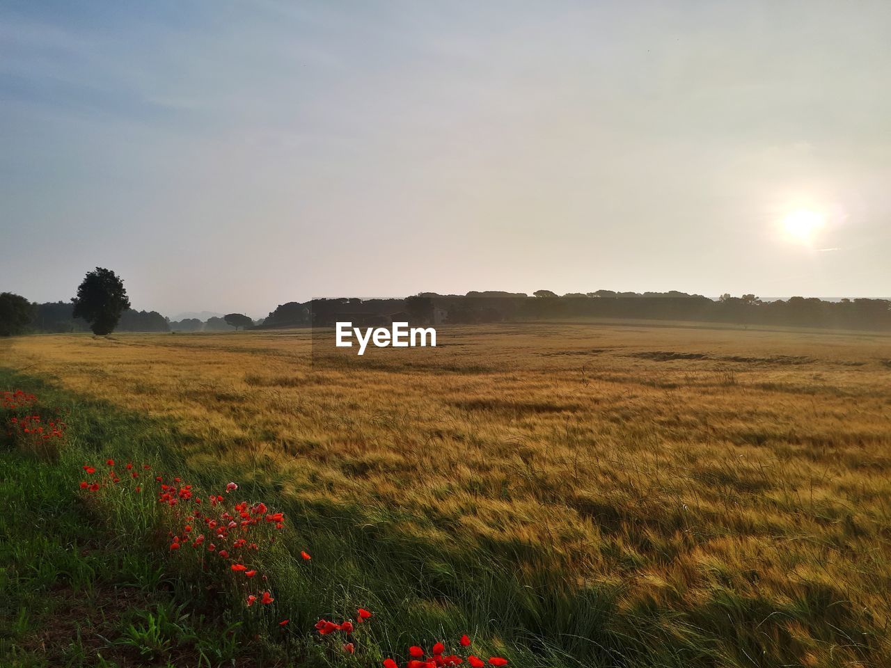 SCENIC VIEW OF GRASSY FIELD AGAINST SKY DURING SUNSET