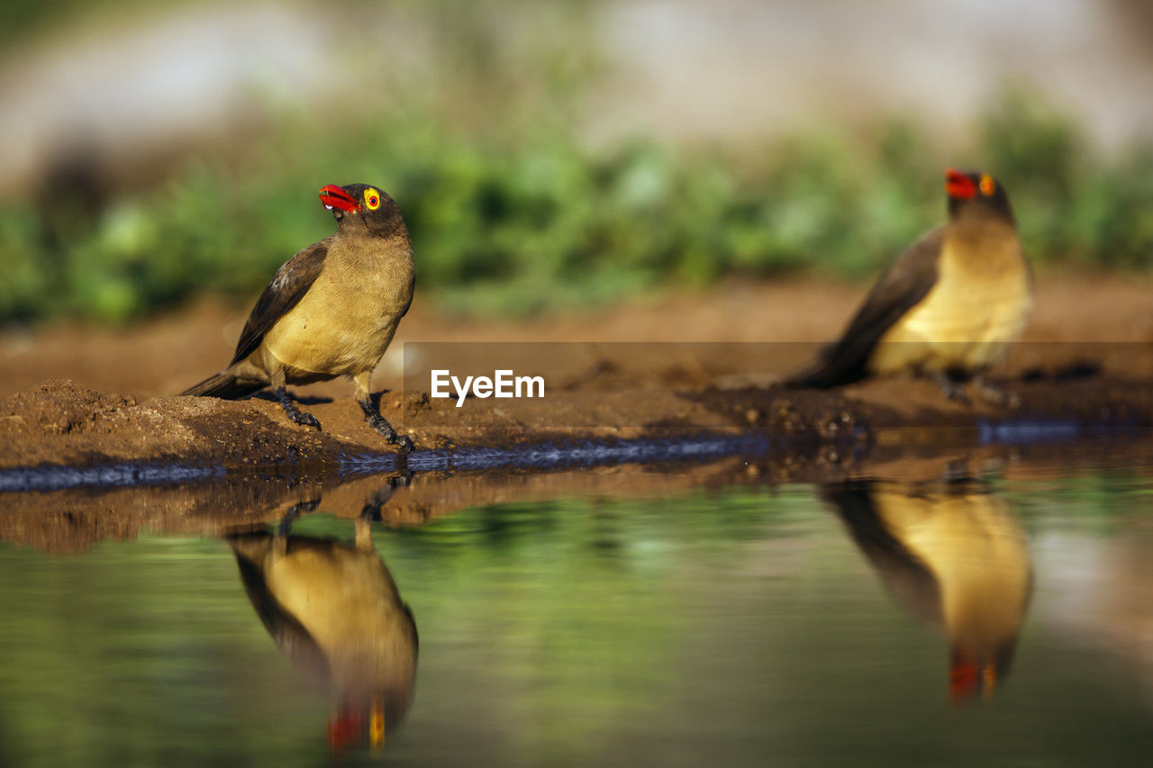 close-up of bird perching on lake