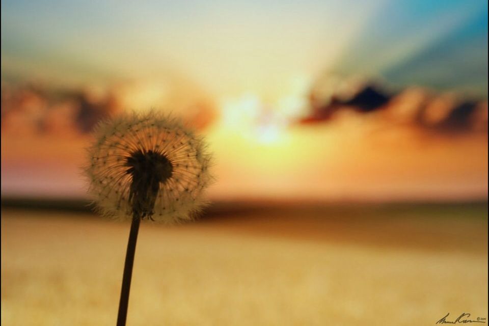 CLOSE-UP OF DANDELION AGAINST SKY AT SUNSET