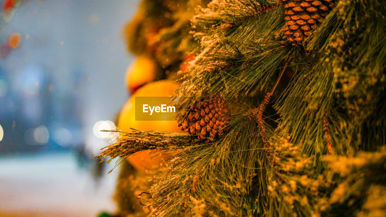 CLOSE-UP OF YELLOW TREE WITH ORANGE SKY