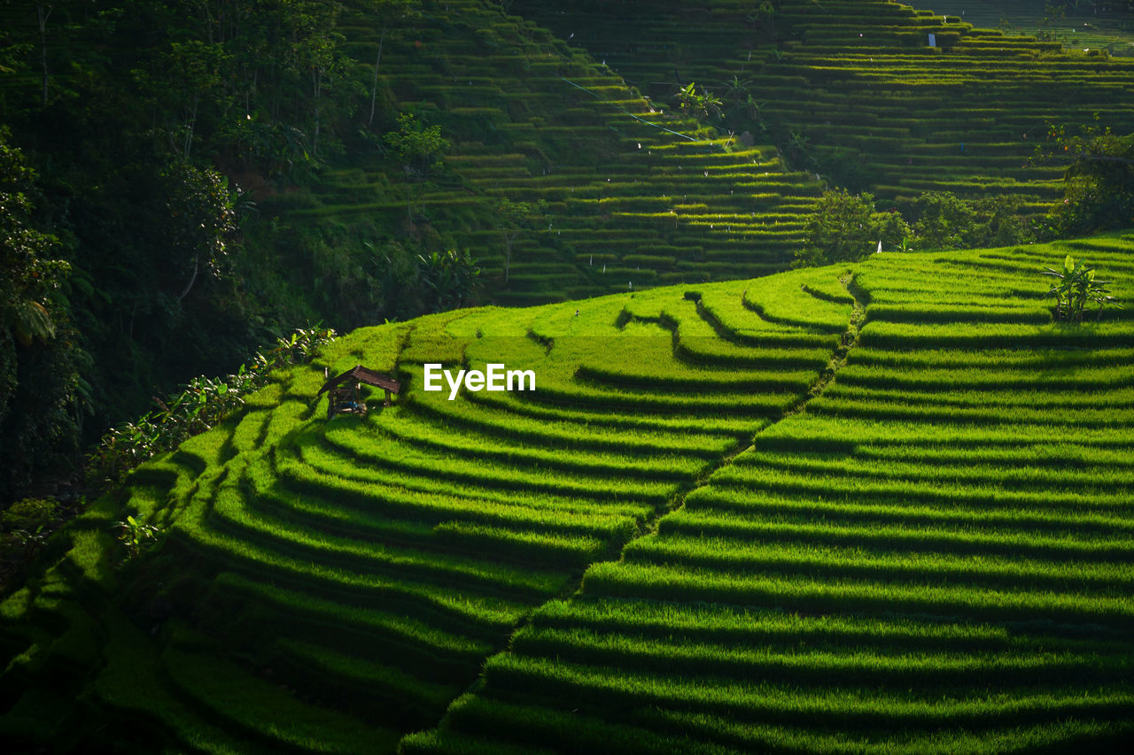 Scenic view of rice field