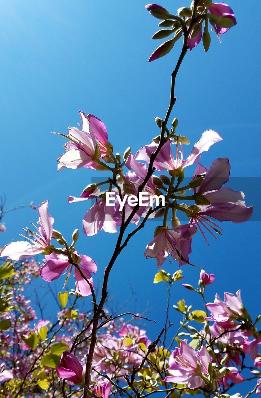 LOW ANGLE VIEW OF MAGNOLIA BLOSSOMS AGAINST SKY