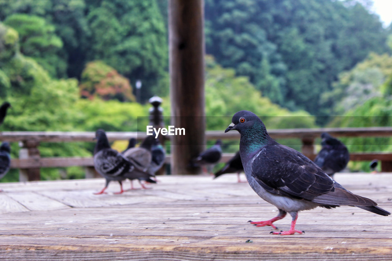 Birds perching on hardwood floor against trees