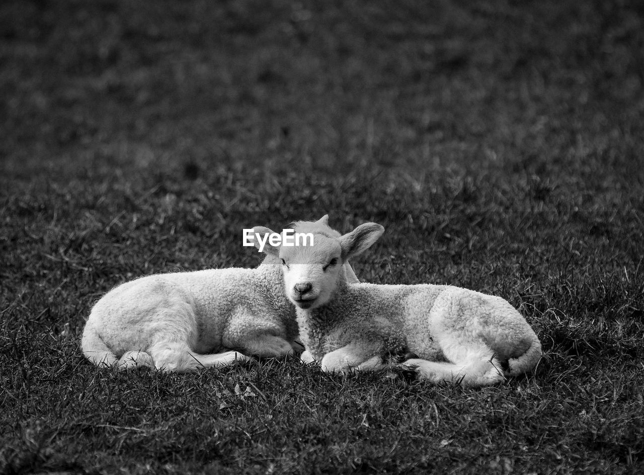 PORTRAIT OF SHEEP LYING ON GRASS