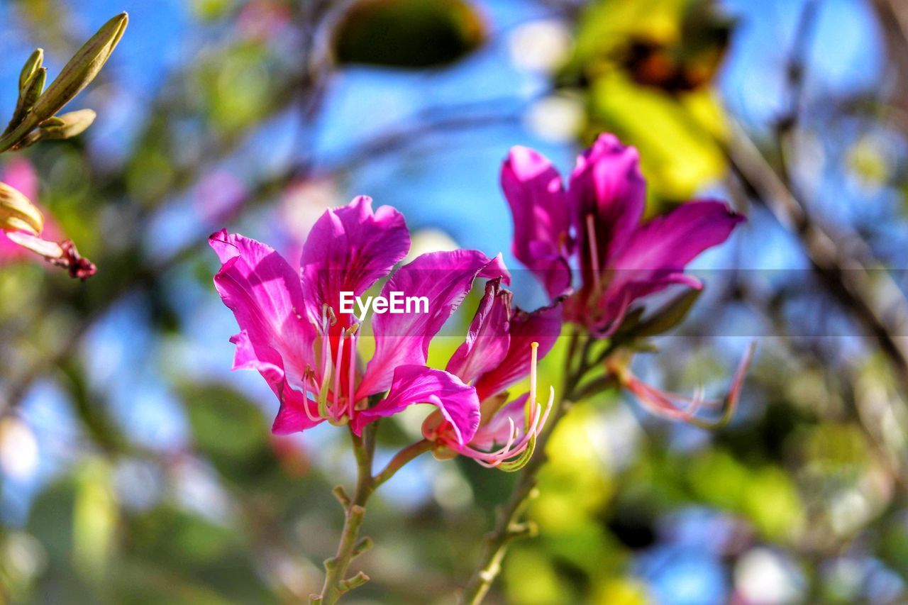 CLOSE-UP OF PINK FLOWER PLANT