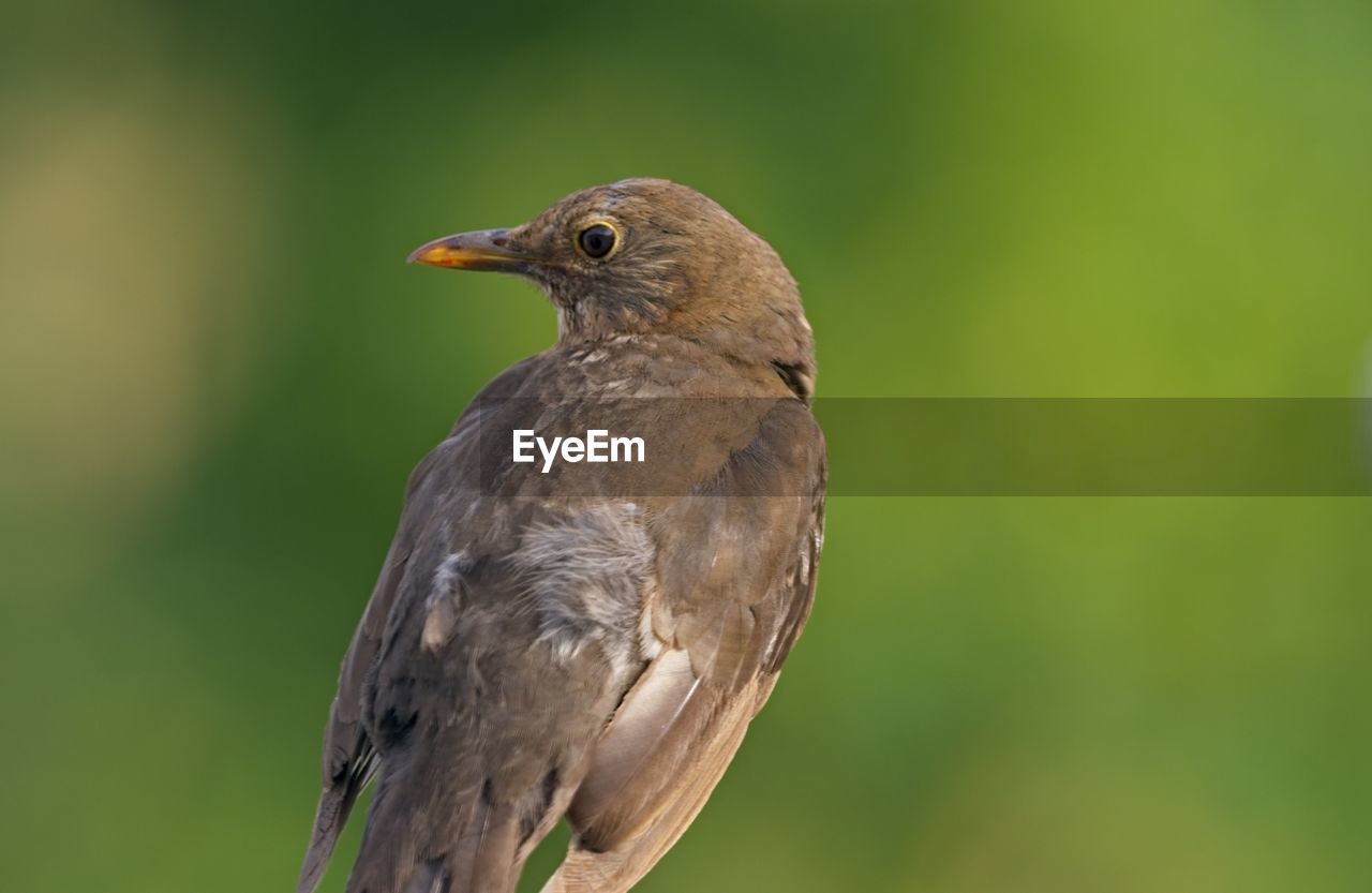 Close-up of bird perching outdoors