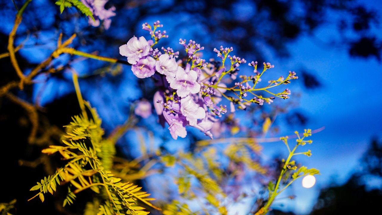 CLOSE-UP OF TREE BRANCH