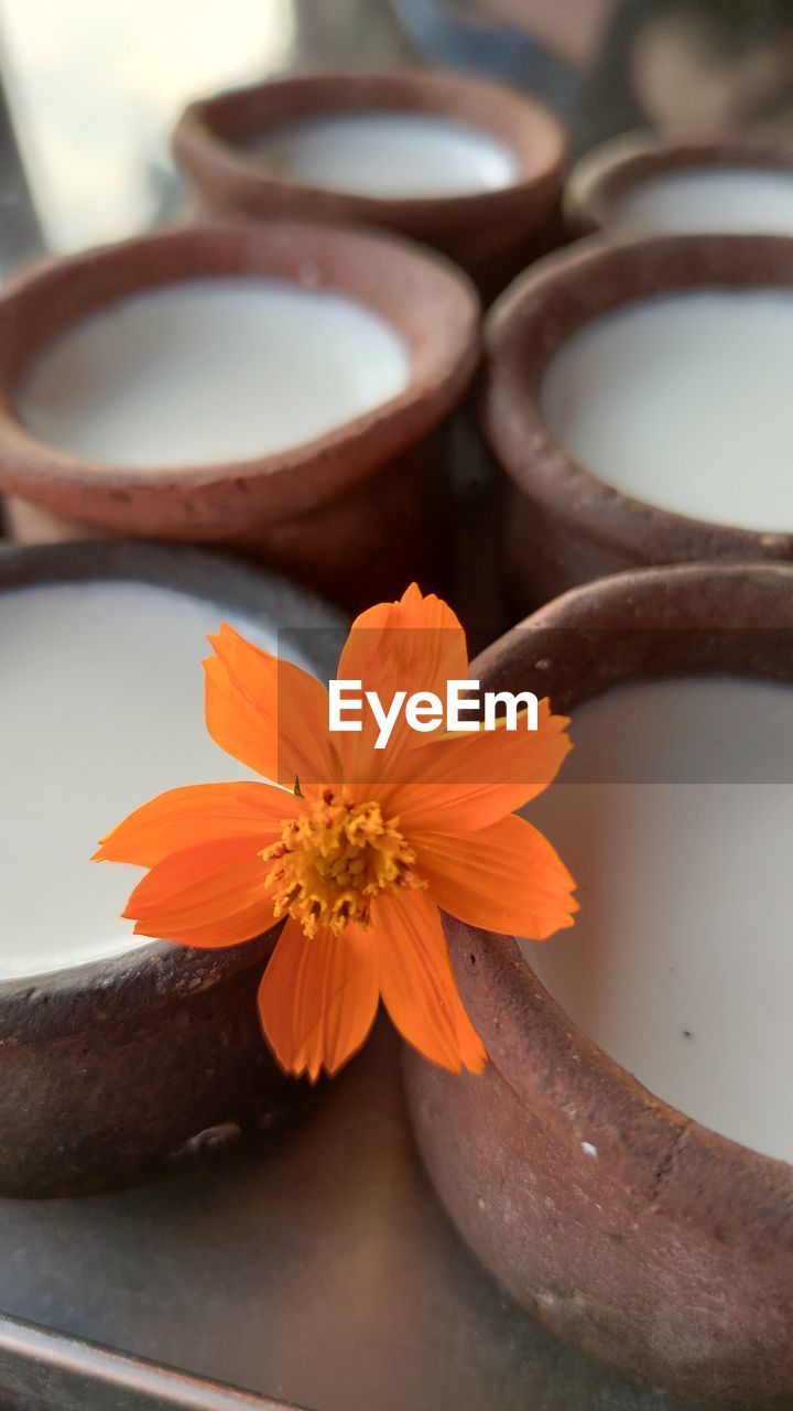 Close-up of orange flower on table