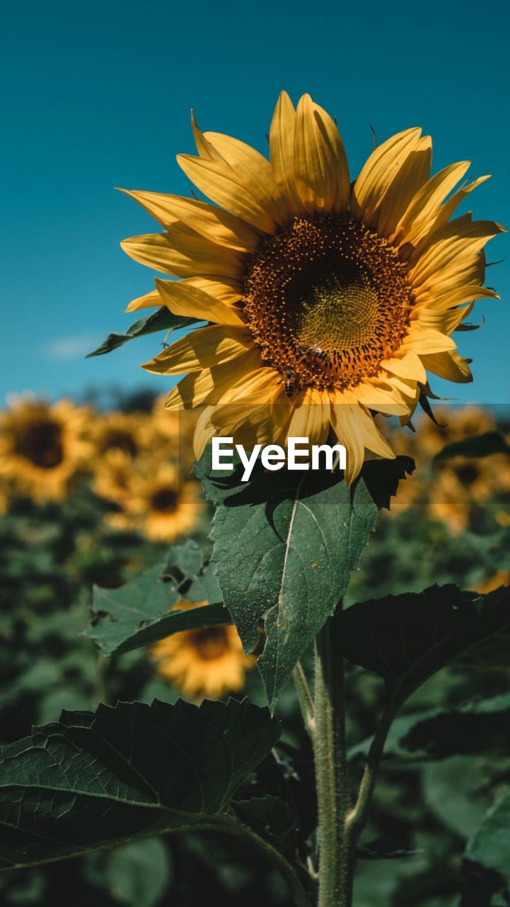Close-up of sunflower on plant