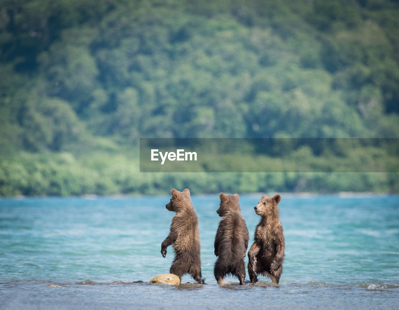 Bear standing in river