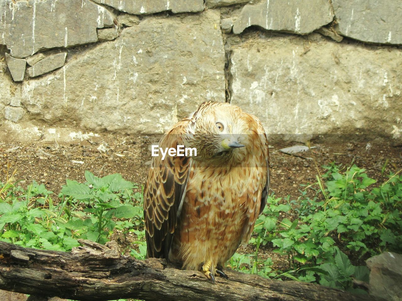 CLOSE-UP OF EAGLE PERCHING ON STONE