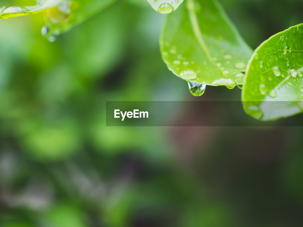 CLOSE-UP OF WET PLANT LEAVES