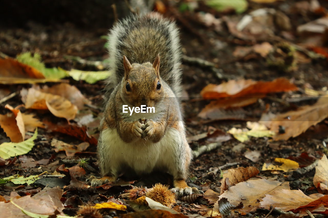 CLOSE-UP OF SQUIRREL ON LEAVES DURING AUTUMN