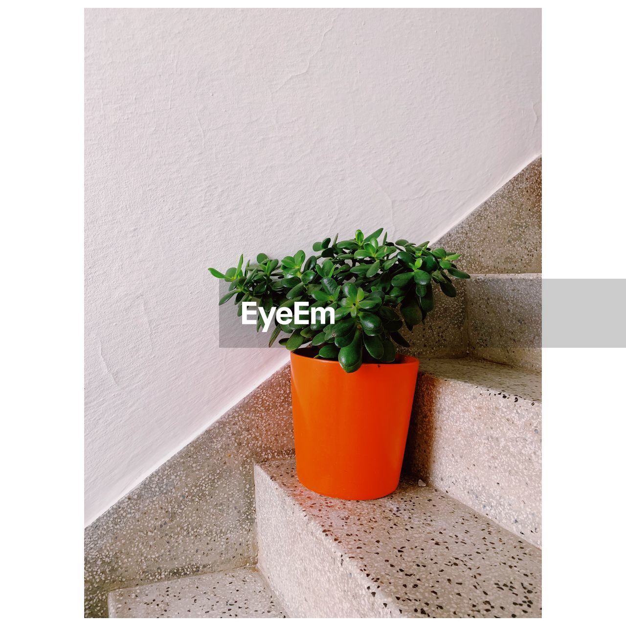 Potted plant against wall in the stairs 