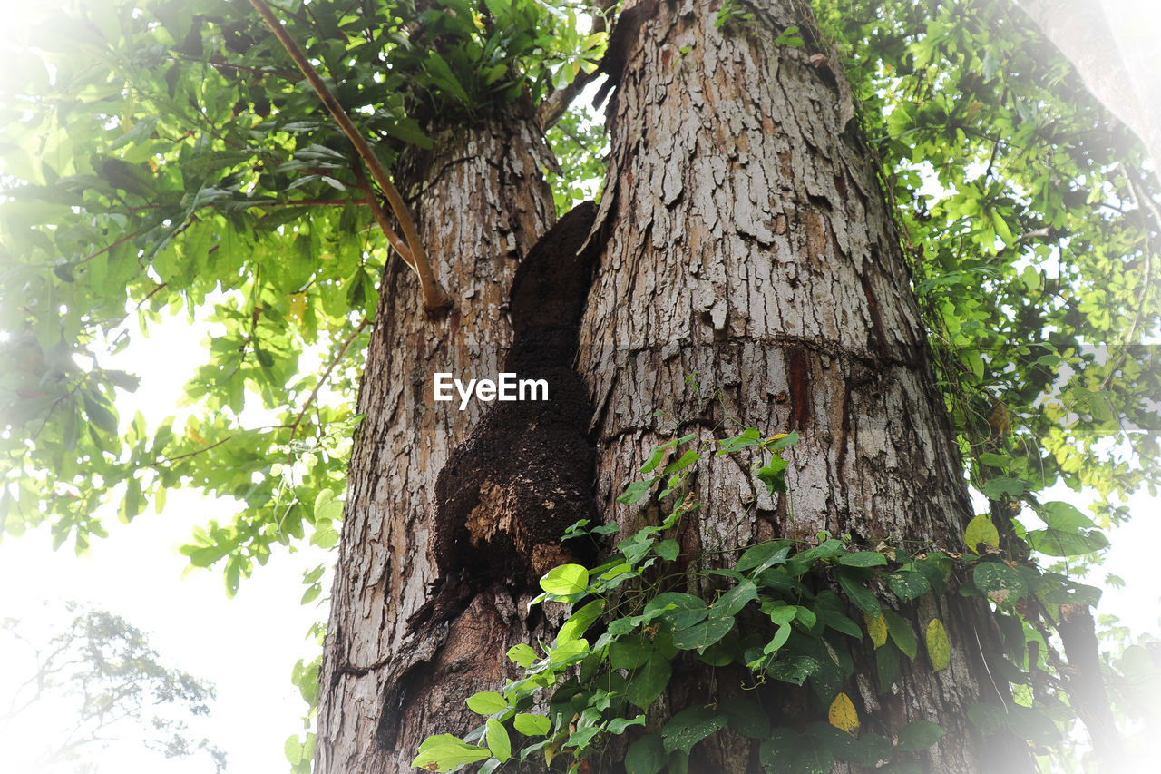 LOW ANGLE VIEW OF TREE BARK