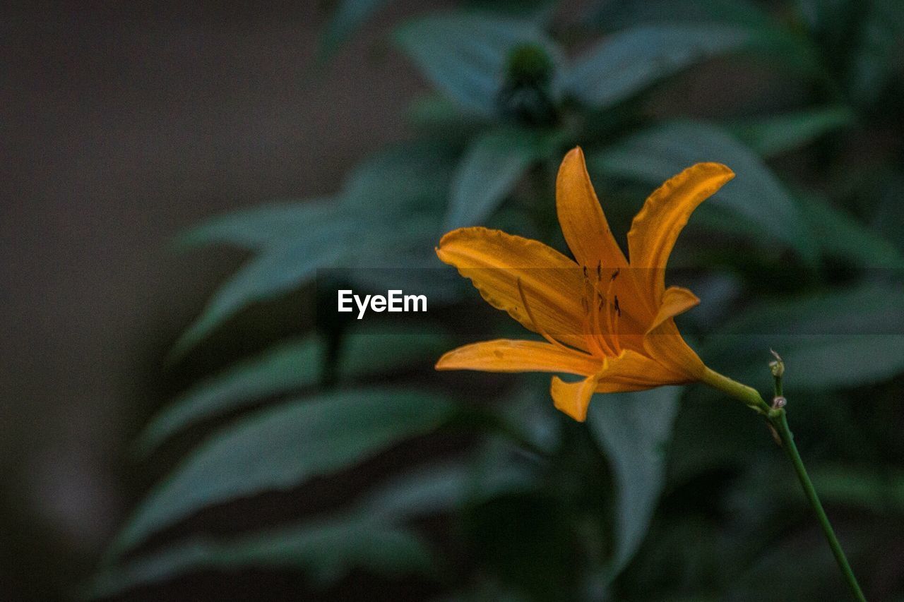 Close-up of flower blooming outdoors