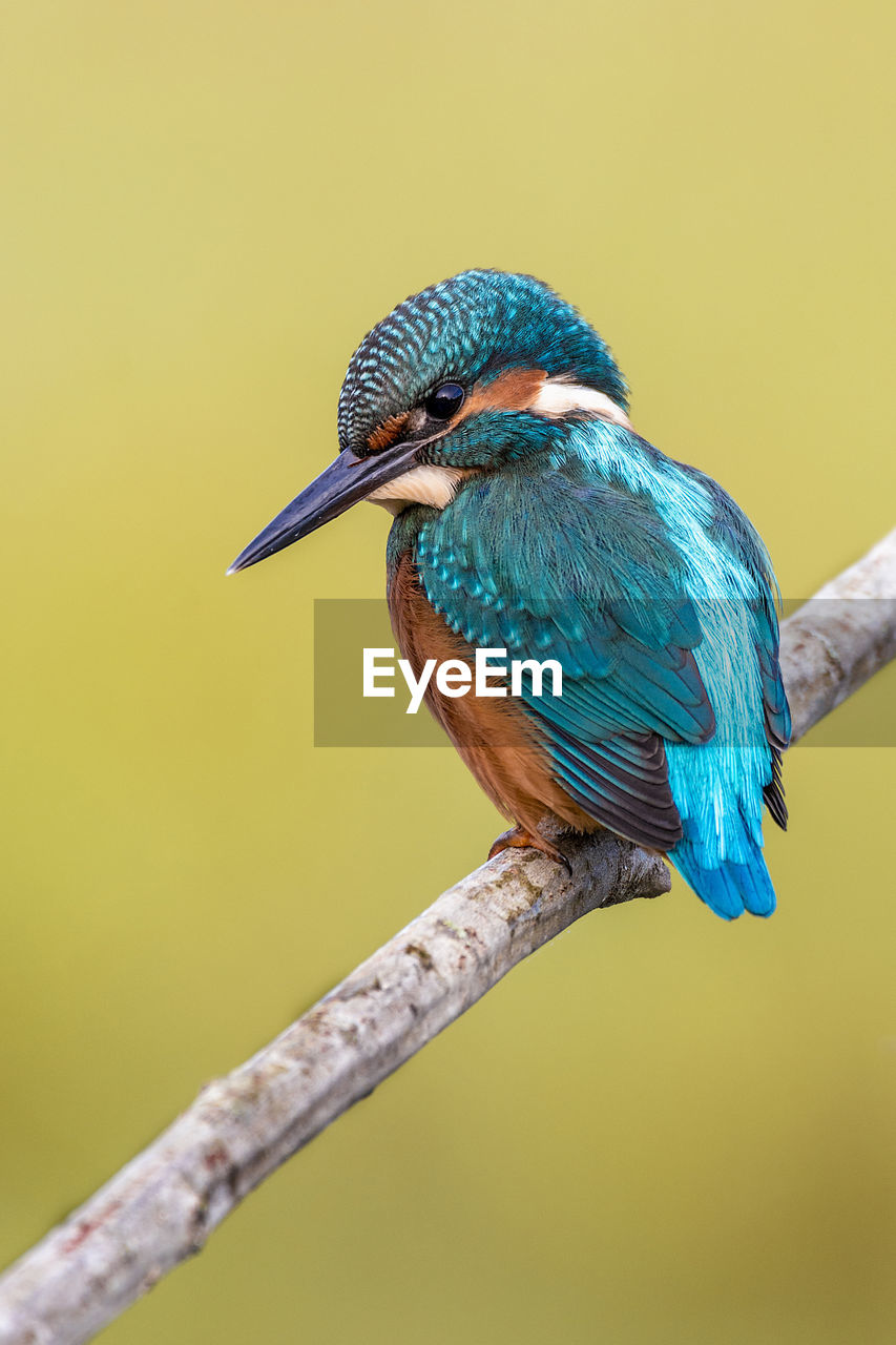 Close-up of kingfisher perching on branch