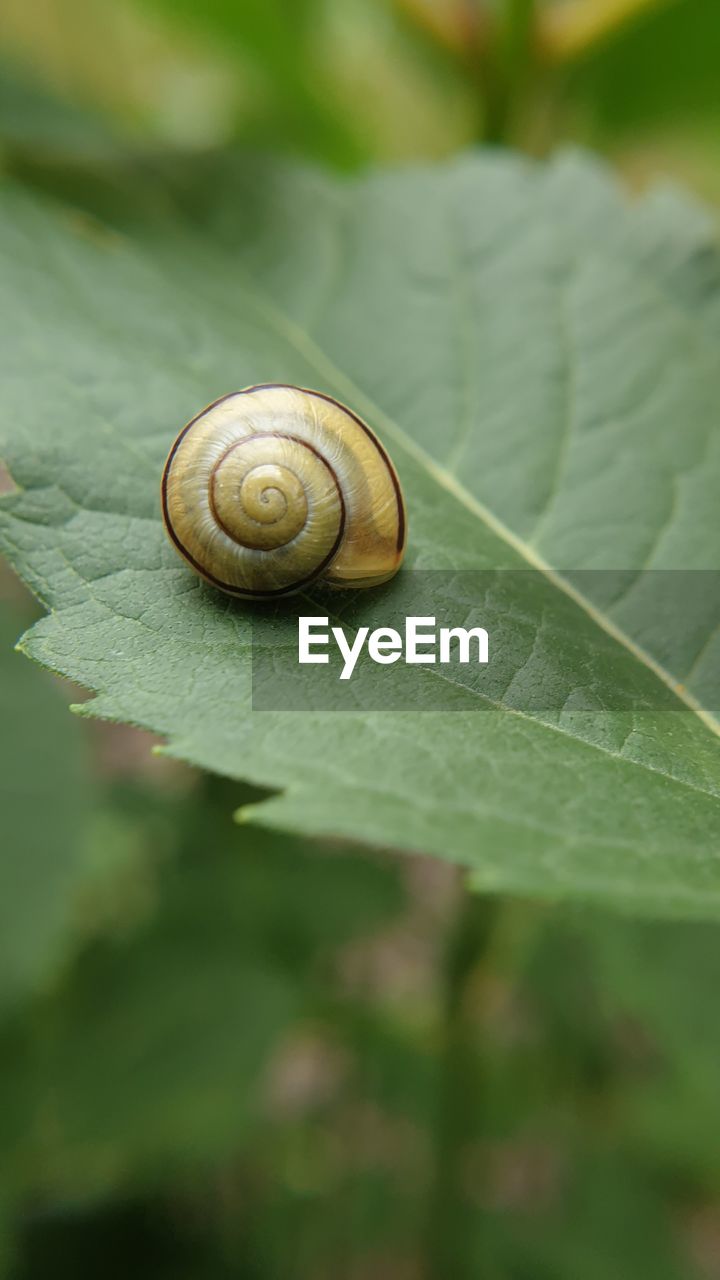 CLOSE-UP OF SNAILS ON LEAF