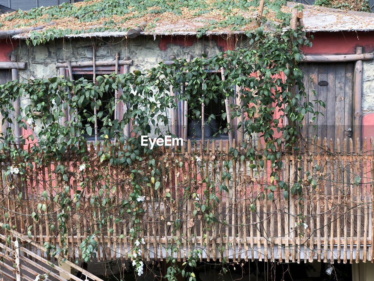 IVY GROWING ON BUILDING