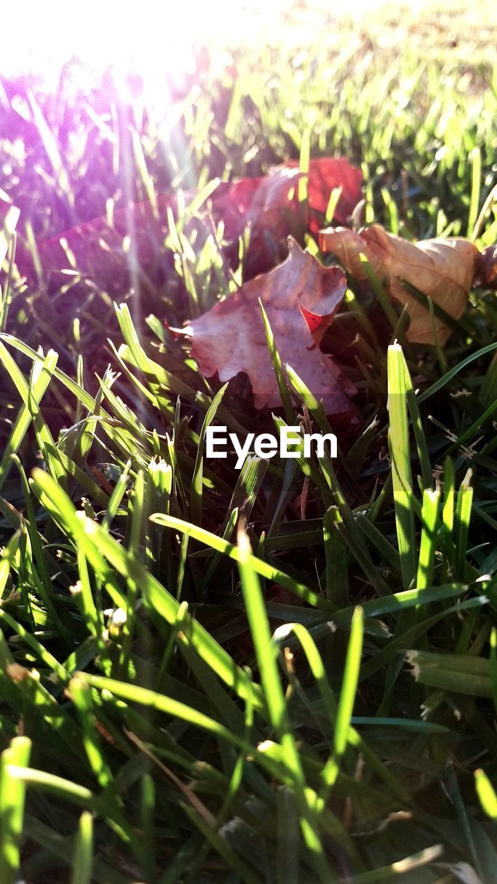 CLOSE-UP OF PLANT GROWING ON FIELD