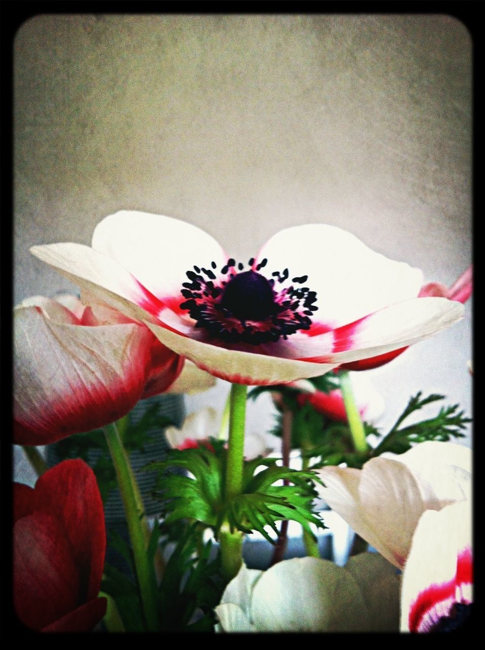 CLOSE-UP OF FLOWERS BLOOMING OUTDOORS