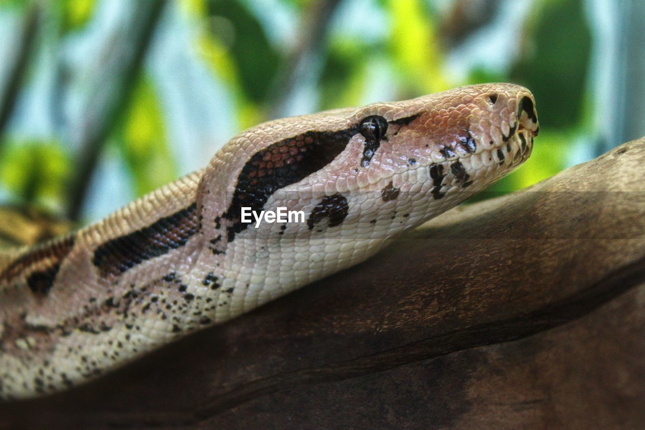 Close-up of lizard