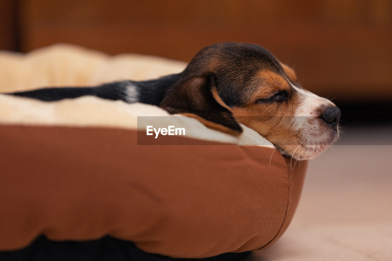 pet, one animal, animal themes, mammal, animal, dog, domestic animals, canine, beagle, hound, puppy, young animal, indoors, no people, close-up, cute, relaxation, lying down, lap dog, sleeping, looking, purebred dog, domestic room, focus on foreground, animal body part