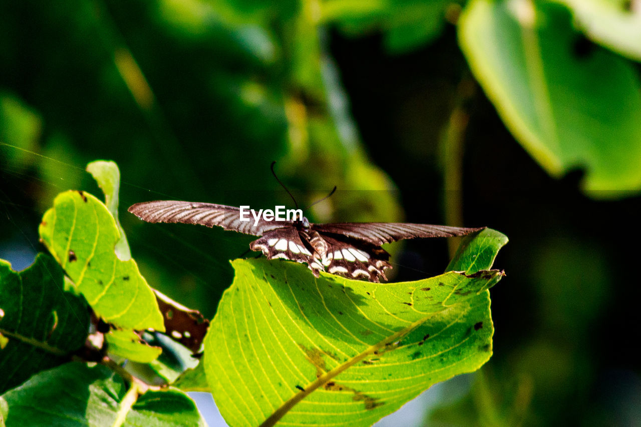 BUTTERFLY ON LEAVES