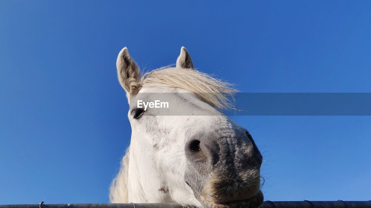 Low angle portrait of horse against clear blue sky