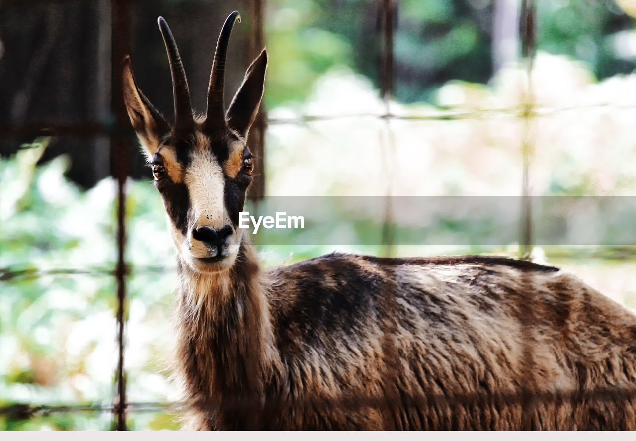 Portrait of deer in zoo