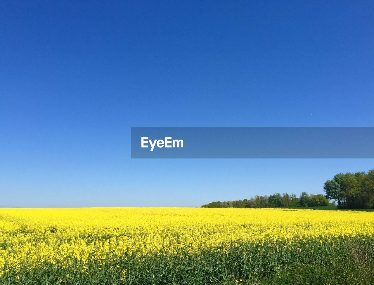 Scenic view of oilseed rape field against clear blue sky