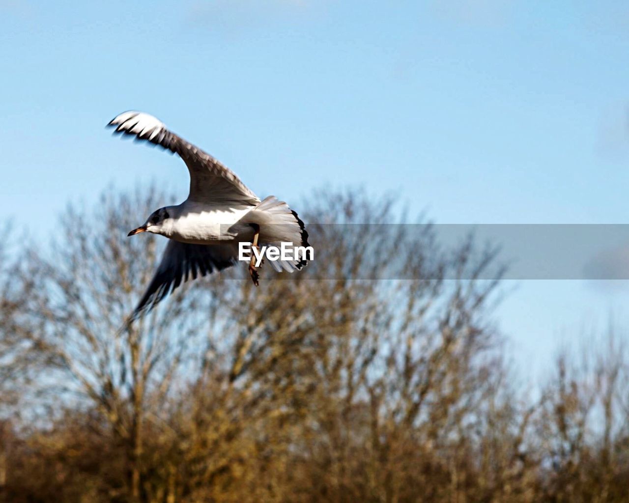 Low angle view of bird flying against sky
