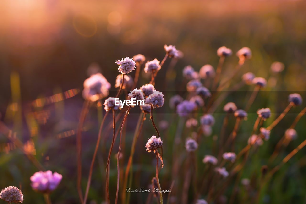 Close-up of flowering plants during sunset