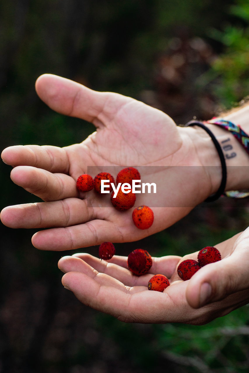 From above bright red berries in hand of crop person gathering harvest in garden