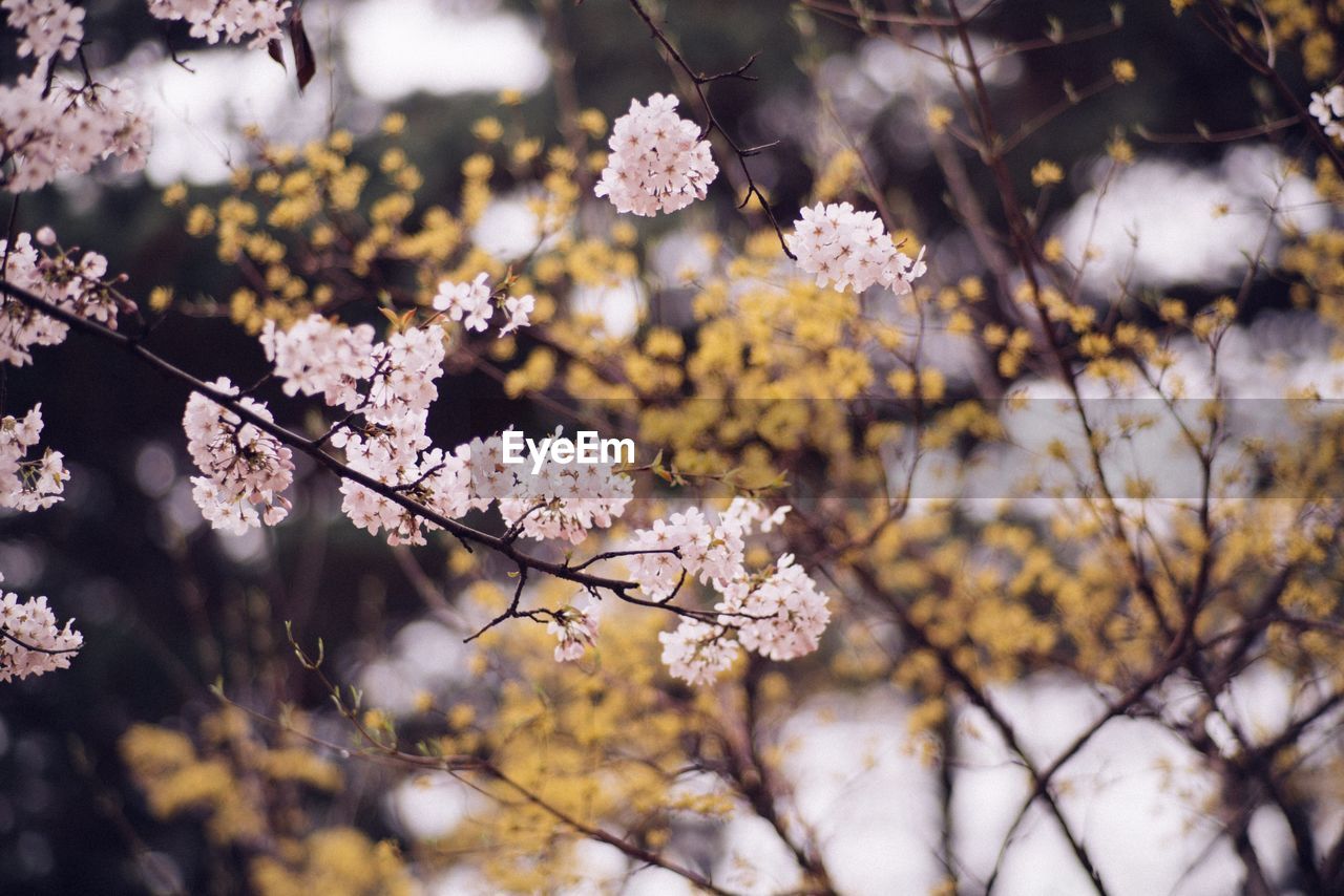 Close-up of fresh flower tree