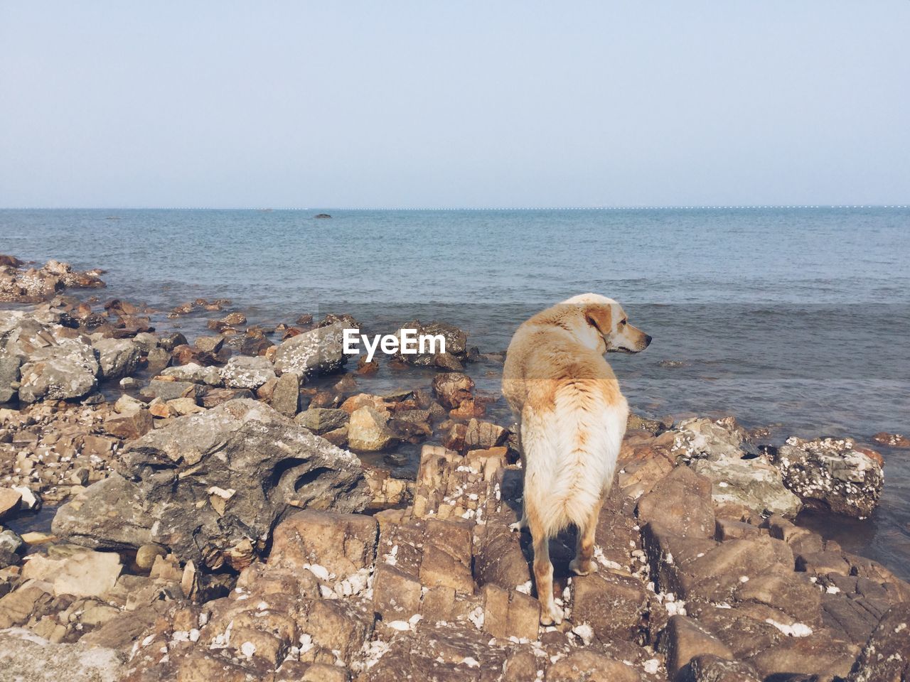 Rear view of dog standing at beach against sky