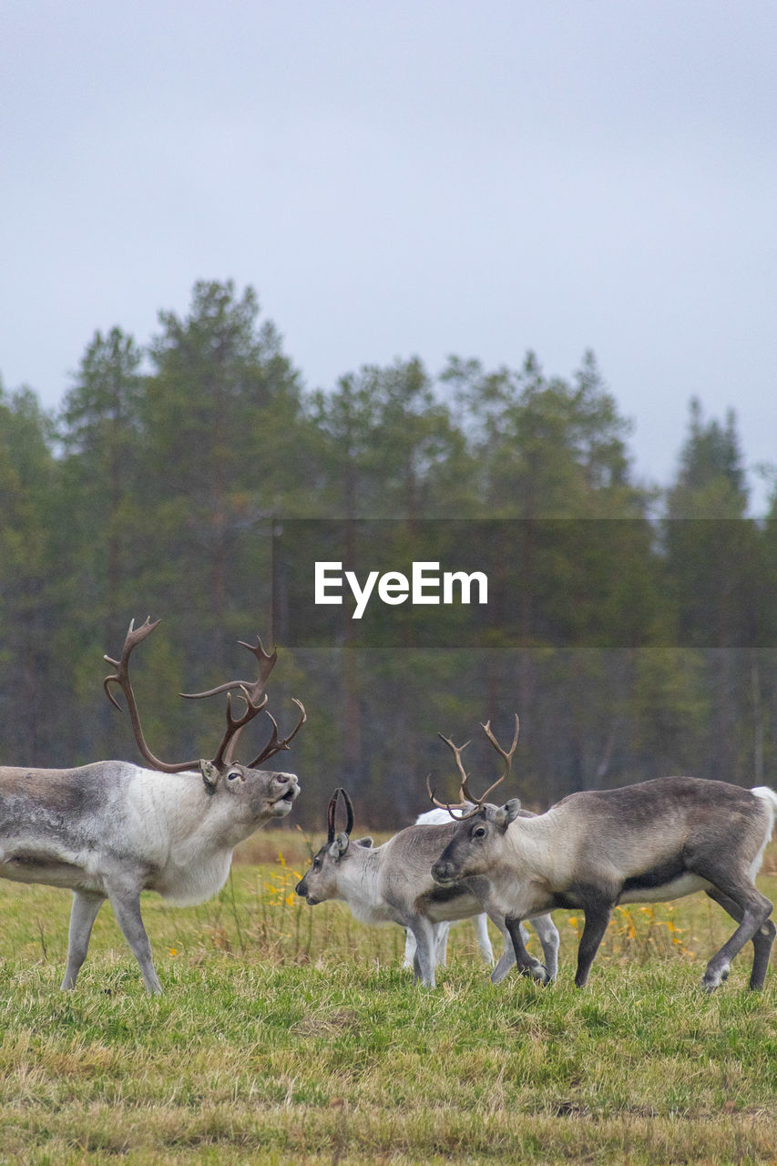 Reindeers in finish lapland