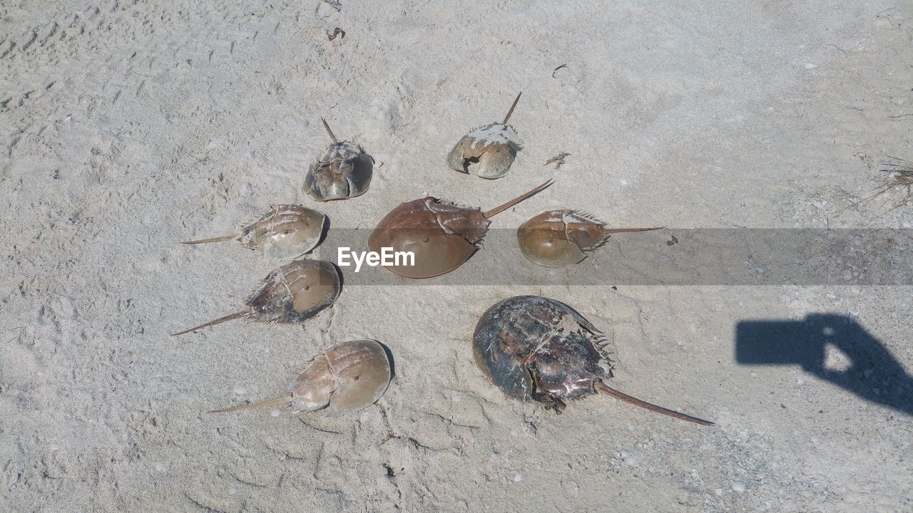 High angle view of horseshoe crabs on beach