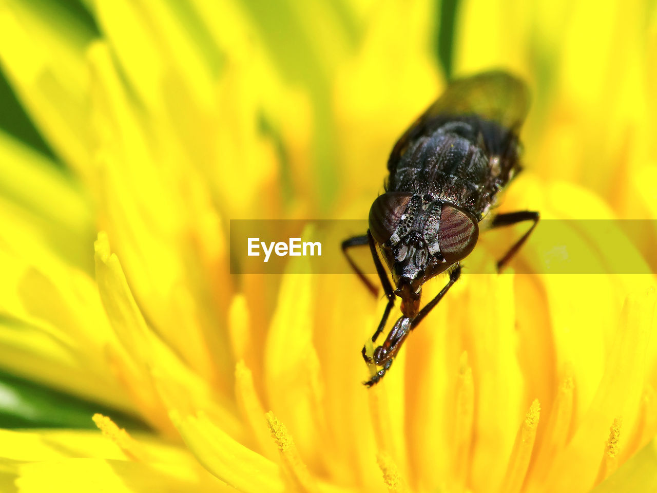 CLOSE-UP OF INSECTS ON YELLOW FLOWER